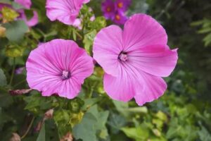 La mauve