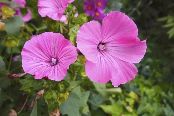 La mauve