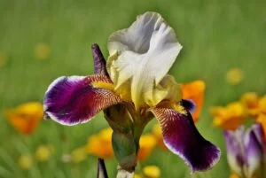 Iris tigrée