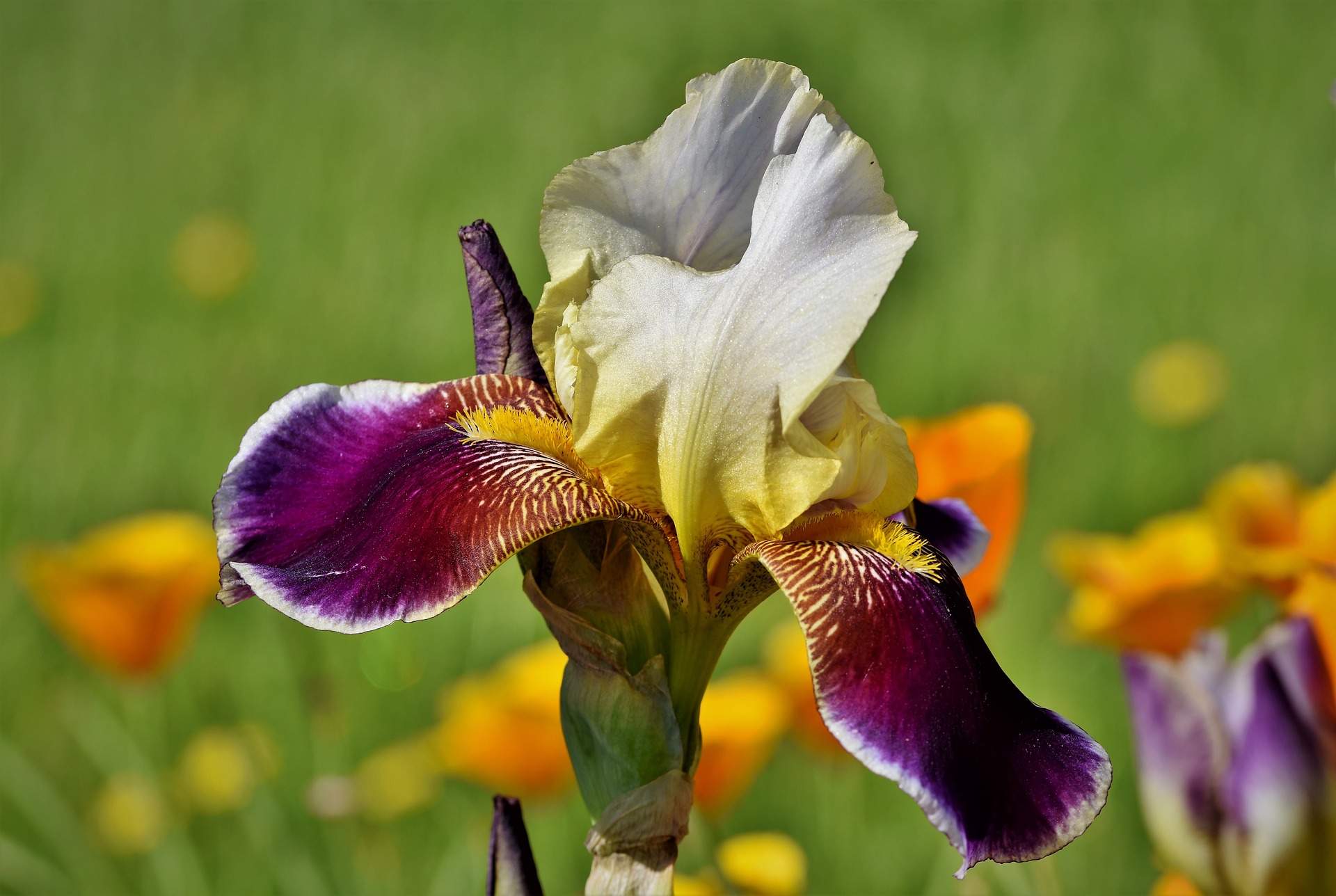 Iris tigrée