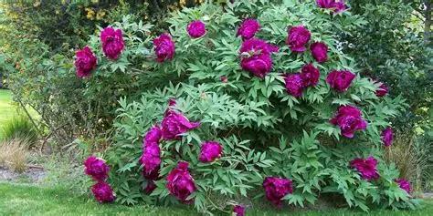La pivoine arbustive