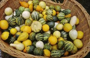 Quelques variétés de coloquintes