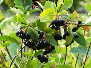 L'aronia