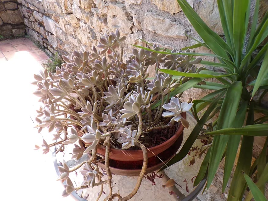 La plante porcelaine