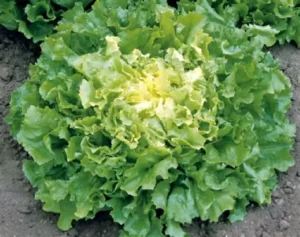 La scarole