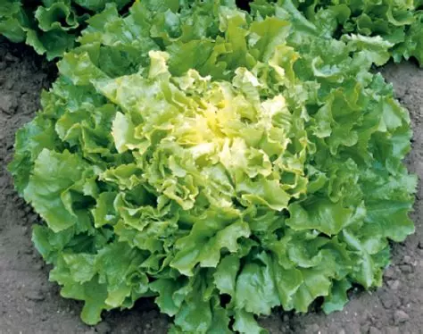 La scarole