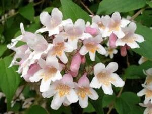 Le buisson de beauté Buisson de beauté