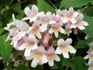 Le buisson de beauté Buisson de beauté