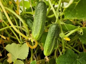 Le cornichon