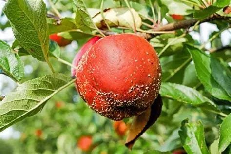 fruits momifiés