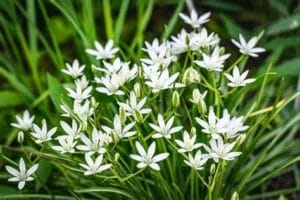 La dame de onze heures en fleurs