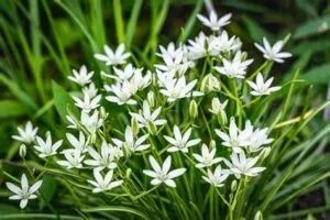 La dame de onze heures en fleurs