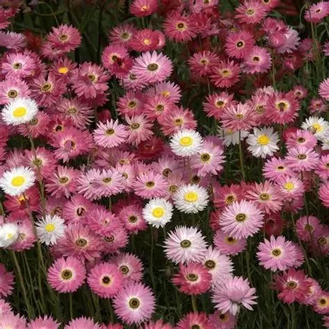 La rose immortelle