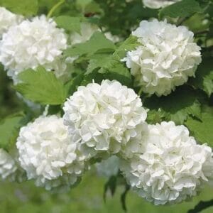 La viorne boule de neige