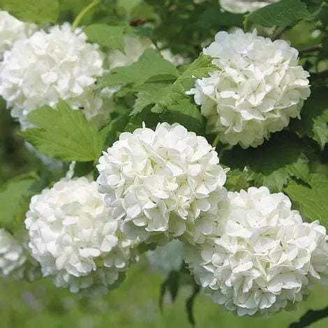 La viorne boule de neige