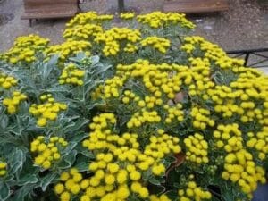 Le chrysanthème mimosa