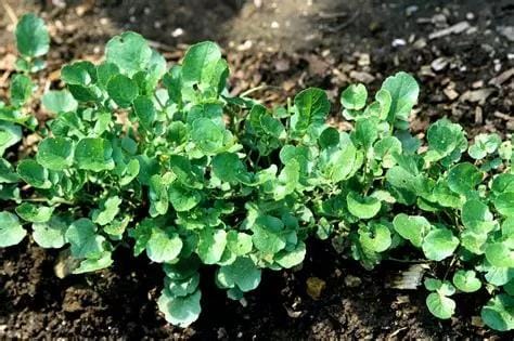 Le cresson de jardin