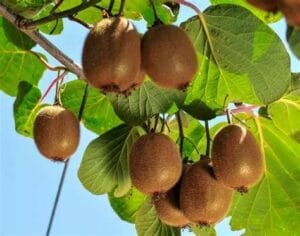 Le kiwi