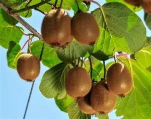 Le kiwi