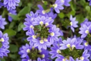 La fleur-éventail