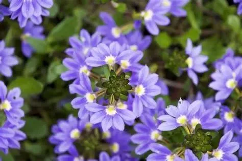 La fleur-éventail