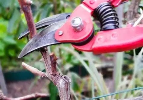 La taille de la vigne