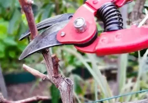 La taille de la vigne