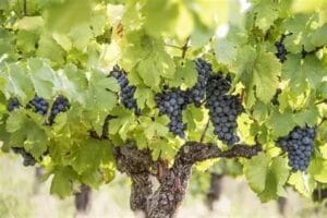 La vigne