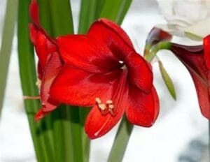 L'amaryllis