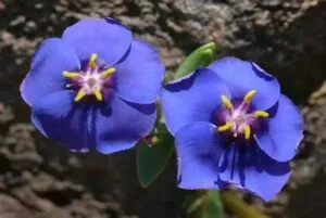 L'anagallis