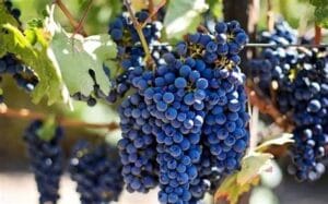 La vigne