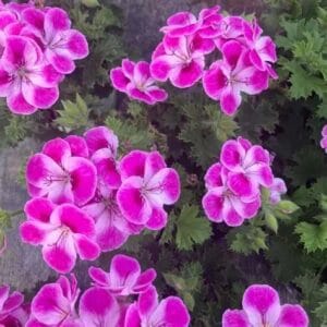 Le pélargonium