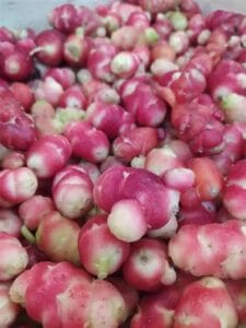 Oca du Pérou