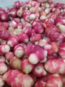Oca du Pérou